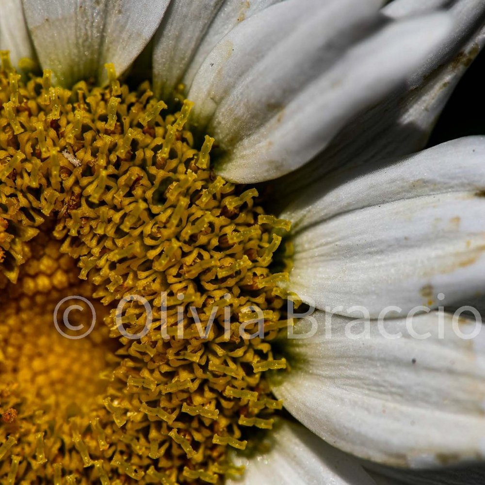 Macro image of flower